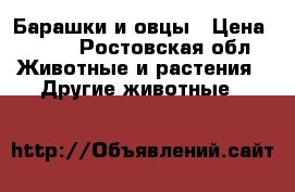 Барашки и овцы › Цена ­ 120 - Ростовская обл. Животные и растения » Другие животные   